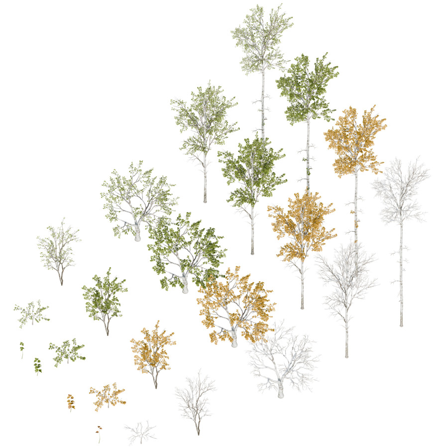 Betula Papyrifera Trees & Seasonal Variants 3D Model for VRay | CGMood