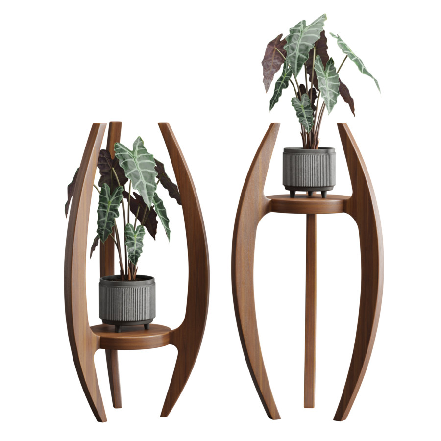 Alocasia Amazonica Woodstand by AllQuad