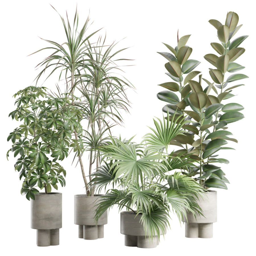 Indoor Plants Pack 108 by AllQuad
