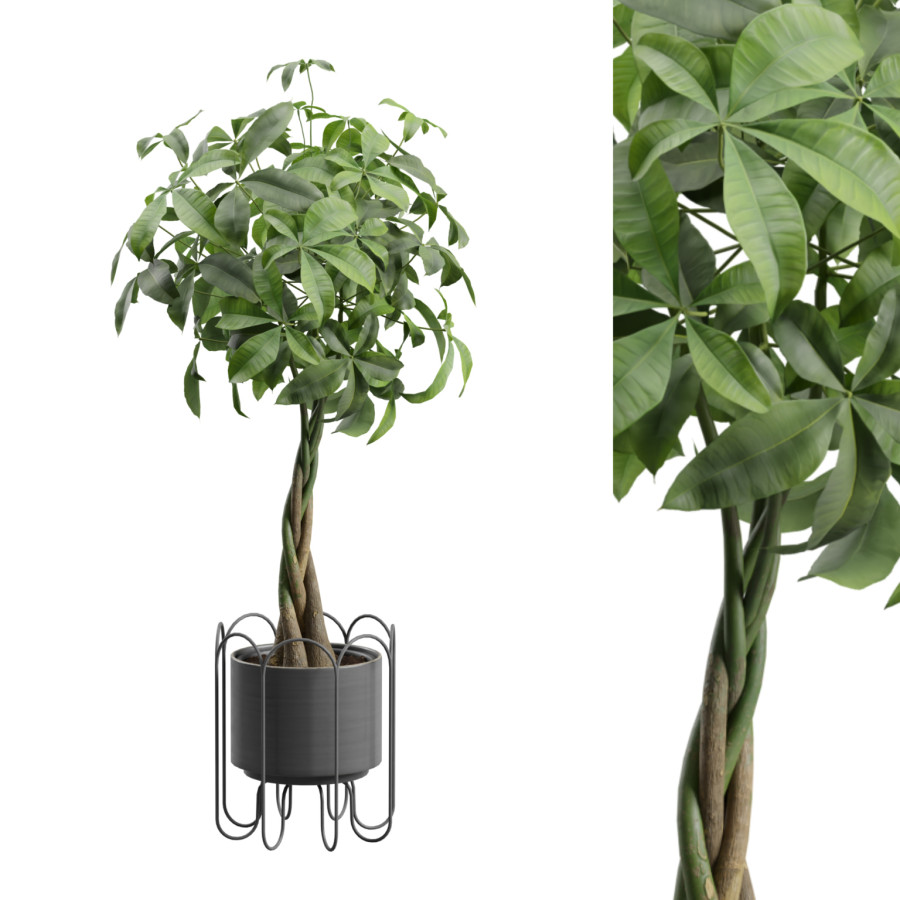 Pachira Aquatica In Metal Planter by AllQuad