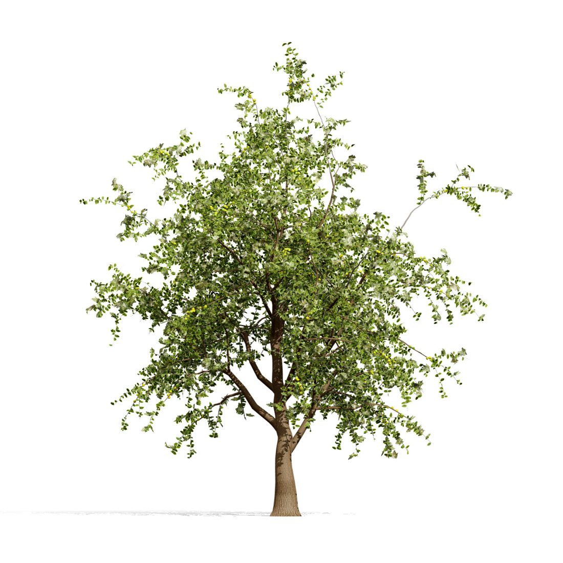 Sadr Tree Arabian Sidr Tree With Nabaq Fruit - 3D Model for VRay, Corona