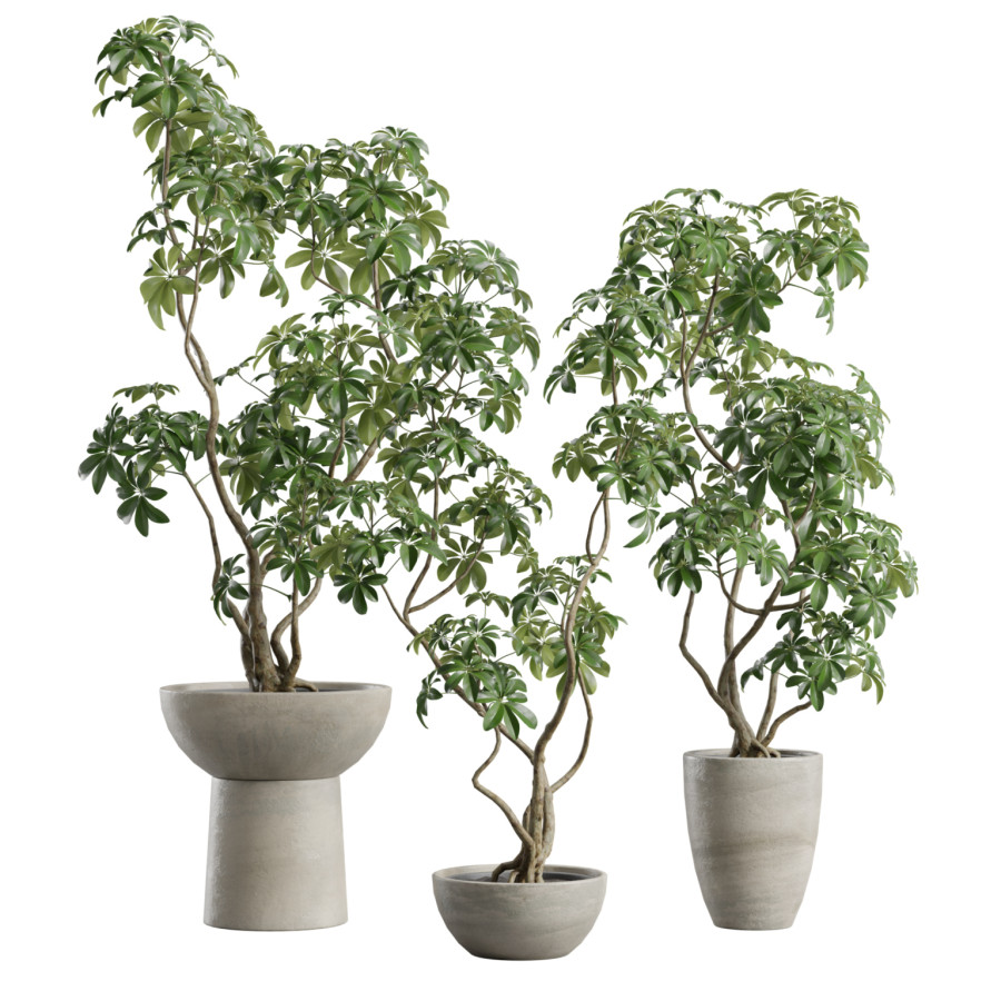 Schefflera In Concrete Planter by AllQuad