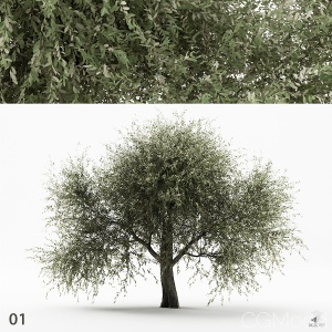 Olive Tree 01