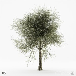 Olive Tree 05