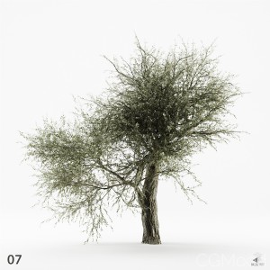 Olive Tree 07