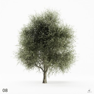 Olive Tree 08