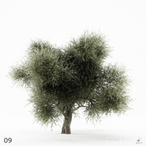 Olive Tree 09