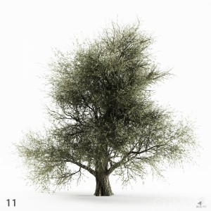 Olive Tree 11