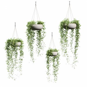 Ivy In Hanging Pots. 4 Models