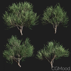 Set Of Olive Trees. 4 Models