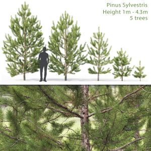 Pinus Sylvestris Young 02