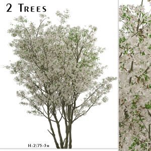 Set of Amelanchier Lamarckii Trees (Juneberry)