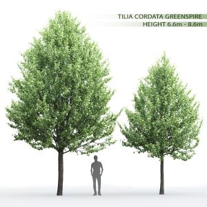 Tilia Greenspire 01