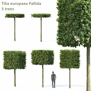 Tilia Europaea Pallida 01
