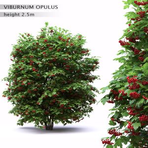 Viburnum Opalus