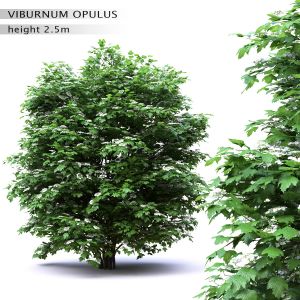 Viburnum Flowering 01