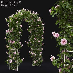 Rose Climbing 01