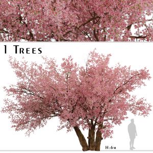 Sakura Tree (Cherry Blossom or Prunus Cerasus)