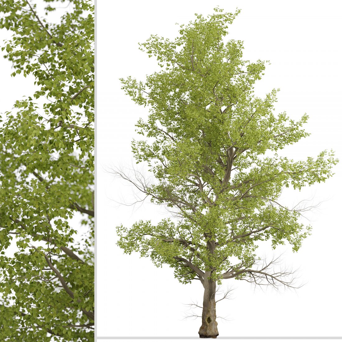 American Sycamore Tree (Platanus Occidentalis) - 3D Model for VRay
