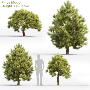Pinus Mugo 07