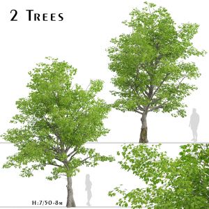 American Beech Tree (Fagus grandifolia) (2 Trees)