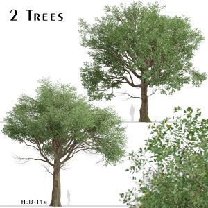 Set of American Elm Trees (Ulmus Americana)