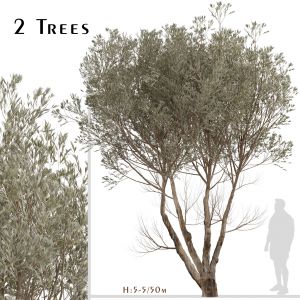 Set of Acacia Aneura Trees (True Mulga) (2 Trees)