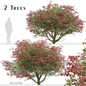Set of Acer Japonicum Vitifolium Trees