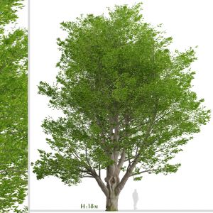 White Ash Tree (fraxinus Americana) (1 Tree)