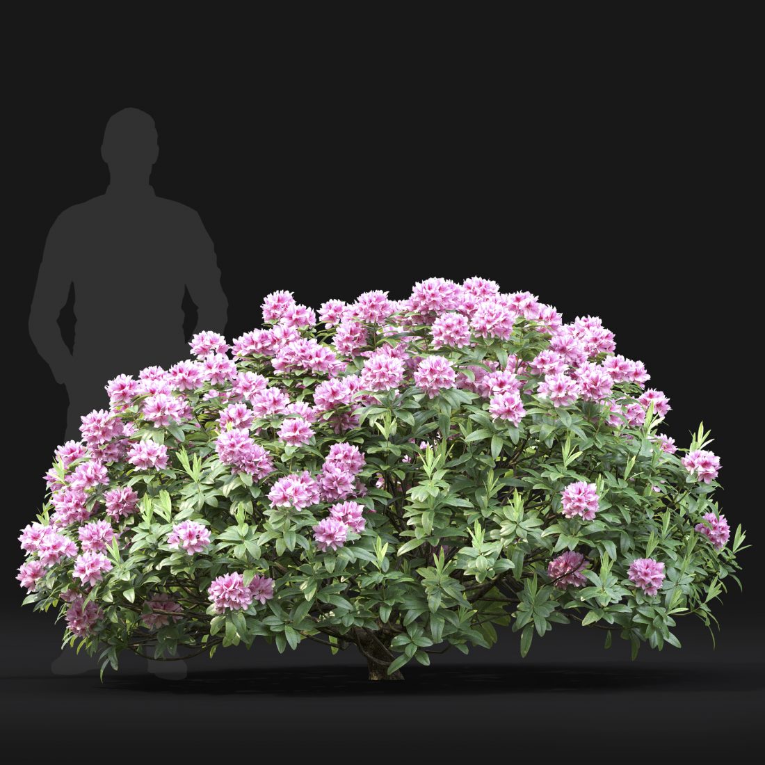 rhododendron english roseum vs roseum elegans Rhododendron 'Roseum Elegans' ~ Roseum Elegans Rhododendron  JTSOP Farms