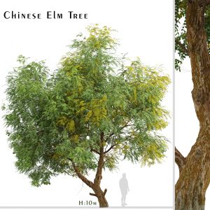 Chinese Elm Tree (Ulmus parvifolia) (1 Tree)
