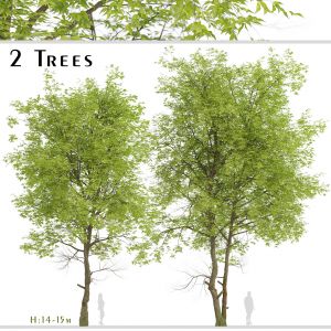 Set of Pampkin ash Trees (Fraxinus profunda)