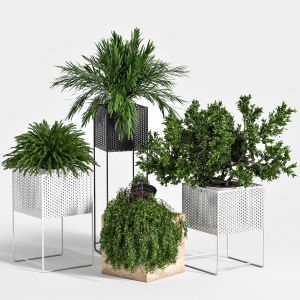Indoor Plant Set 06