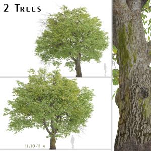 Set of English Walnut Trees (Juglans regia)