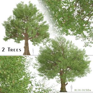 Set of Field Elm Trees (Ulmus minor) (2 Trees)