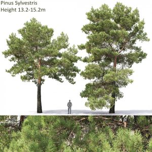 Pinus Sylvestris 27