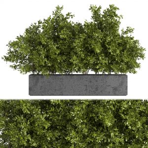 Outdoor Plants Tree In Concrete Box 02
