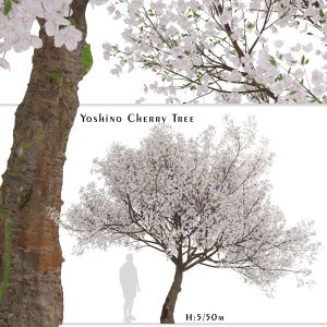 Yoshino Cherry Tree (Prunus yedoensis) (1 Tree)