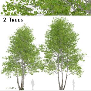 Set of Himalayan Birch Trees (Betula utilis)