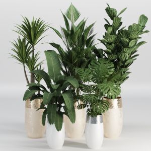 Indoor Plant Collection 007