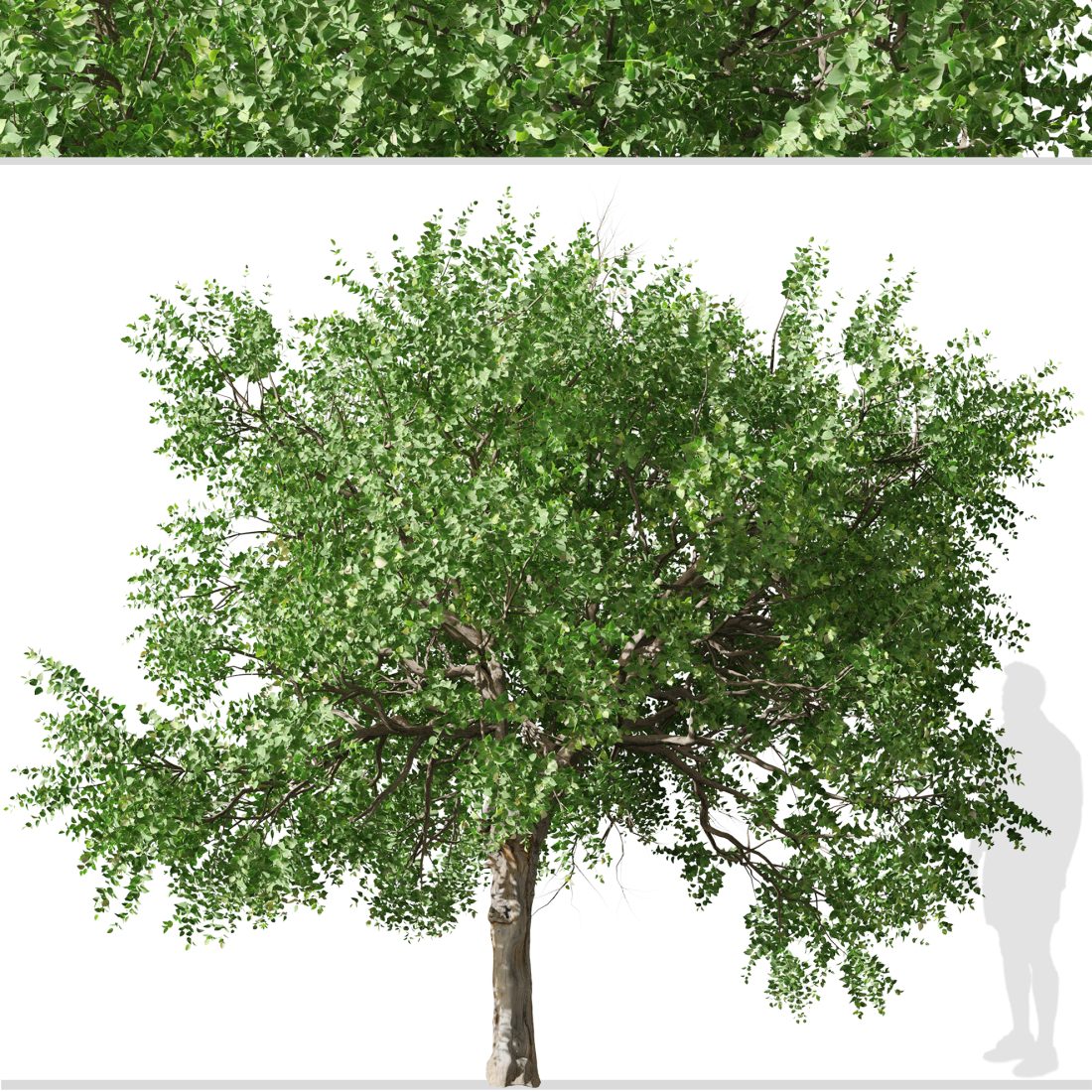 Set Of Apricot Tree (Armenian Plum) (2 Trees) 3D Model for VRay, VRay ...
