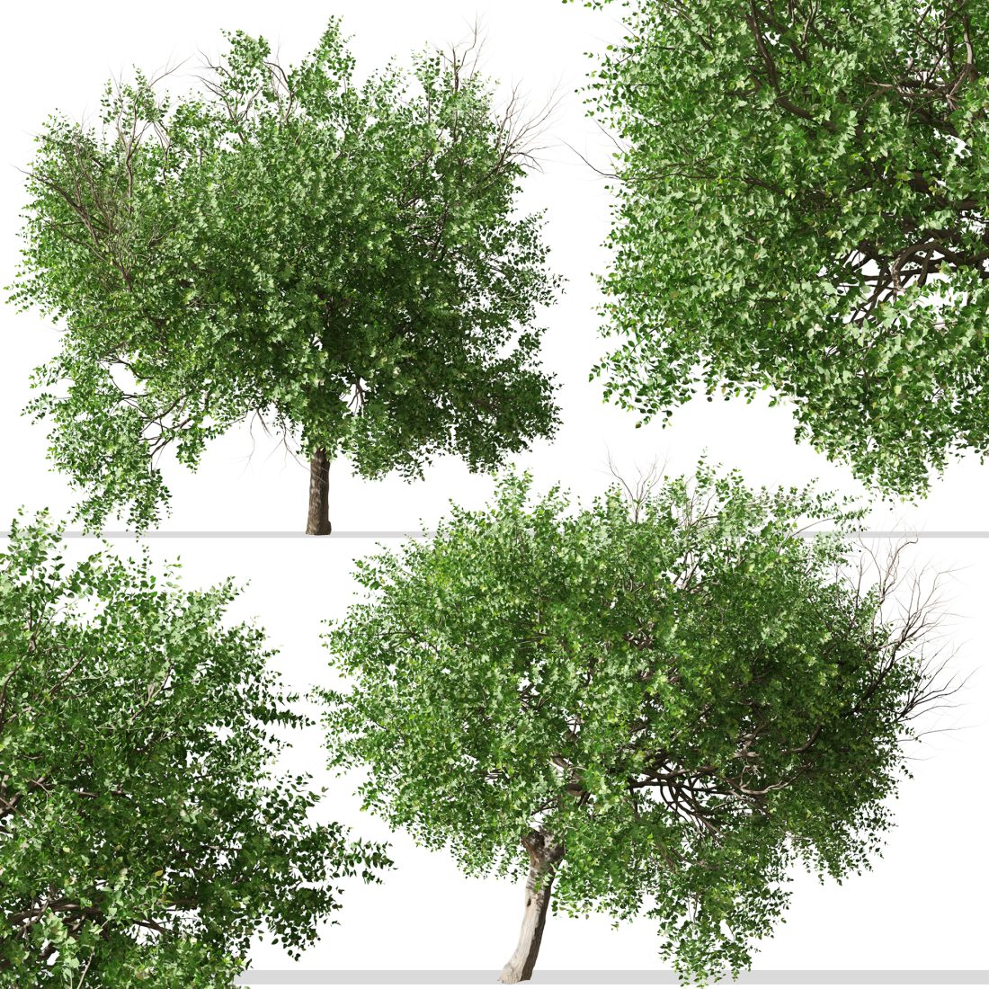 Set Of Apricot Tree (Armenian Plum) (2 Trees) 3D Model for VRay, VRay ...