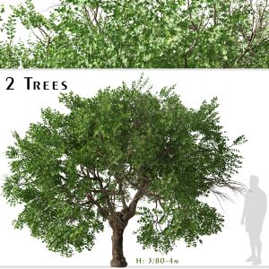 Set Of Apricot Tree (Armenian Plum) (2 Trees)