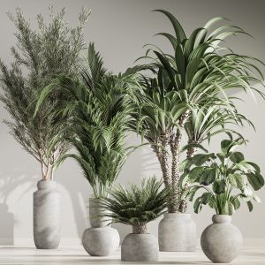 Indoor Plant Set 37