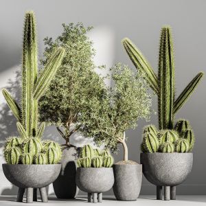 Indoor Plant Stant 50