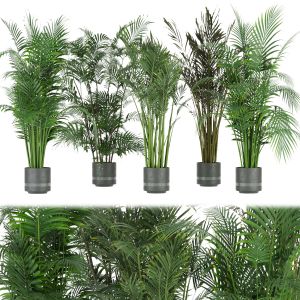 Collection Plant Vol 307 - Indoor- Palm - Leaf