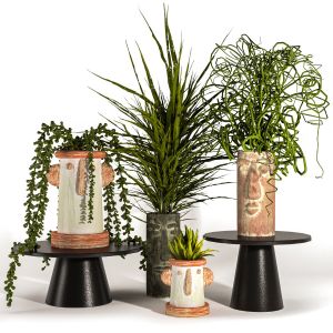 Indoor Plants Set05