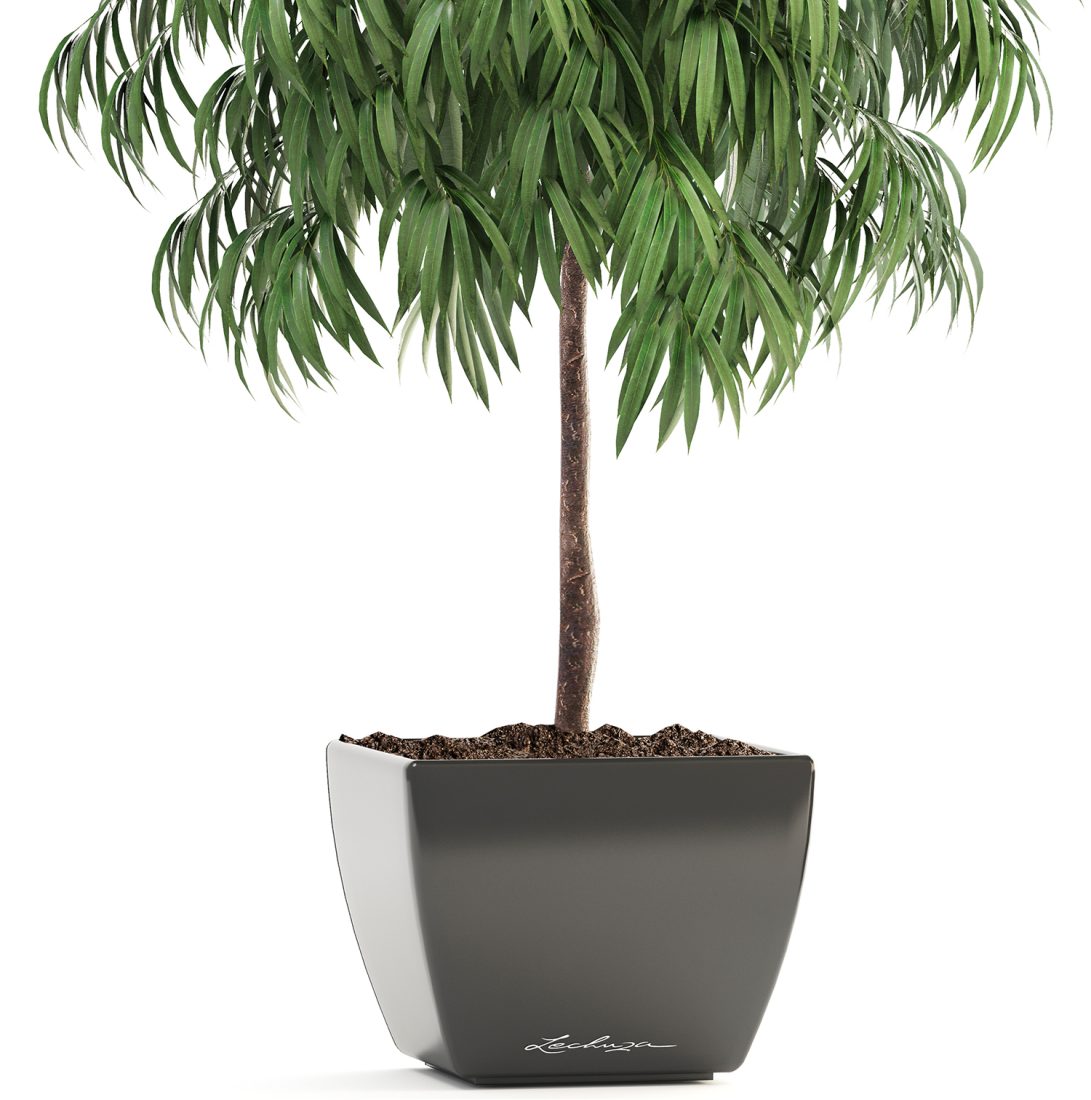 Decorative Ficus Alii In A Pot For The Interior 3D Model for VRay | CGMood