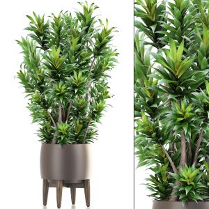 Dracaena Tree In A Vase For Decoration