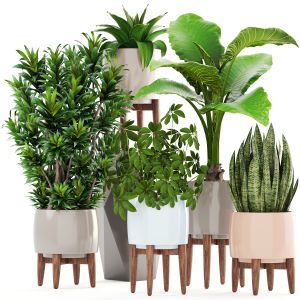 Collection Plants In A Flower Pot For Decoration